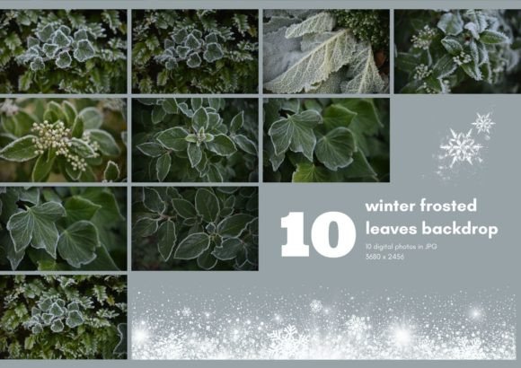 Magic Winter Backdrop in Jpg for Nature Creators