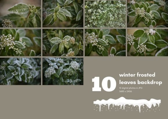 Winter Frosted Leaves Digital Backdrop: A Nature Review